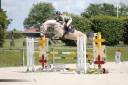 Gelding Origin Recorded For sale 2020 Grey