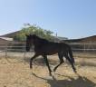 Colt PRE Pure Spanish Bred For sale 2024 Black
