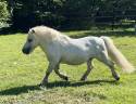 Stallion Shetland Pony For sale 2013 Grey
