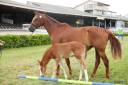 Broodmare KWPN Dutch Warmblood For sale 2014 Chesnut
