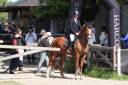 Gelding Selle Fran&ccedil;ais For sale 2019 Chesnut