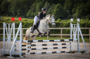 Mare Connemara For sale 2015 Grey