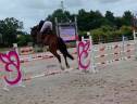 Gelding Selle Fran&ccedil;ais For sale 2019 Bay