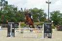 Gelding Selle Fran&ccedil;ais For sale 2019 Bay