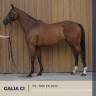 Mare Thoroughbred For sale 2022 Bay