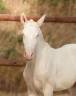 Colt Lusitano For sale 2026 Perlino