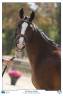 Mare French Saddle Pony For sale 2022 Bay