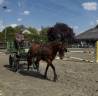 Mare Franche-Montagne For sale 2015 Bay