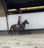 Gelding New Forest For sale 2023 Bay