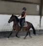 Gelding New Forest For sale 2023 Bay