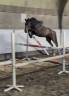 Gelding New Forest For sale 2023 Bay