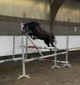 Mare No Origin Recorded For sale 2023 Grey