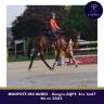 Gelding AQPS For sale 2022 Bay