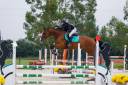 Mare Selle Fran&ccedil;ais For sale 2012 Bay