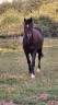 Colt Origin Recorded For sale 2024 Dark Bay