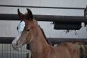Stallion Arabian For sale 2019 Grey