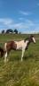 Stallion Zangersheide For sale 2024 Coloured