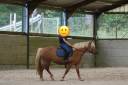 Mare Haflinger For sale 2012 Palomino