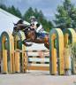 Gelding British Riding Pony For sale 2017 Dark Bay