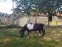 Gelding No Origin Recorded Free 2004 Coloured