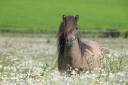 Broodmare Shetland Pony For sale 2017 Dun