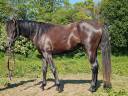 Stallion Arabian Thoroughbred For sale 2020 Black