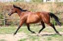Broodmare French Trotter For sale 2018 Bay