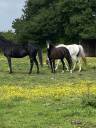 Mare Welsh Part Bred For sale 2022 Black