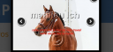 Gelding French Saddle Pony For sale 2022 Bay