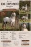 Stallion Appaloosa For sale 2014 Other color