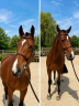 Gelding Zangersheide For sale 2021 Bay