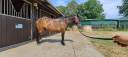 Gelding No Origin Recorded For sale 2011 Dark Bay
