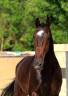 Gelding KWPN Dutch Warmblood For sale 2018 Dark Bay