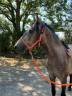 Gelding Barb For sale 2022 Grey