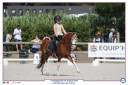 Stallion Welsh Pony (Section B) For sale 2013 Chesnut