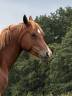 Mare Welsh Part Bred For sale 2021 Chesnut
