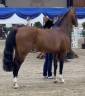 Filly French Saddle Pony For sale 2026 Silver dapple