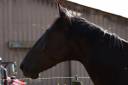 Broodmare Origin Recorded For sale 2019 Black