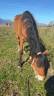 Gelding Connemara Part-Livery 2020 Bay