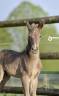 Colt KWPN Dutch Warmblood For sale 2026 Other color