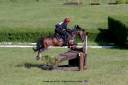 Gelding French Saddle Pony For sale 2013 Dark Bay