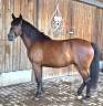 Mare Castilian For sale 2023 Bay