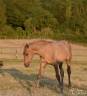 Colt KWPN Dutch Warmblood For sale 2026 Dun