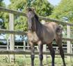 Colt KWPN Dutch Warmblood For sale 2026 Grullo