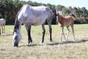 Broodmare Anglo-Arabian For sale 2018 Grey