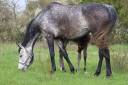 Broodmare Anglo-Arabian For sale 2018 Grey