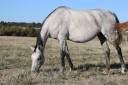 Broodmare Anglo-Arabian For sale 2018 Grey
