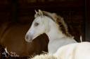 Colt KWPN Dutch Warmblood For sale 2026 Champagne