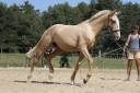Entire Lusitano For sale 2024 Dark Bay