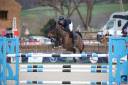 Gelding French Saddle Pony For sale 2015 Bay